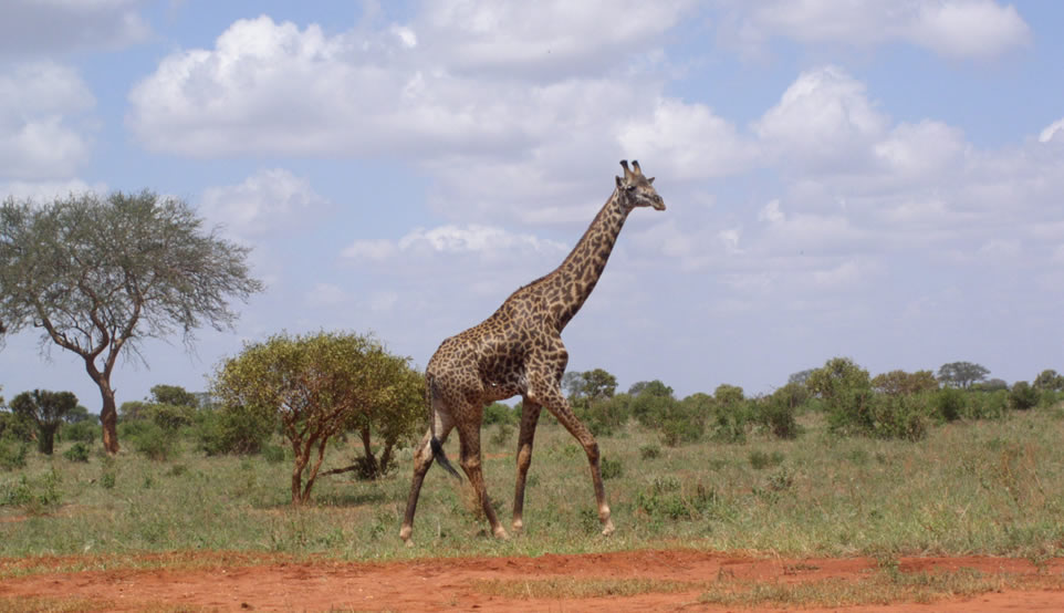 Kenya Safari 3 Days Tsavo East and Tsavo West National park