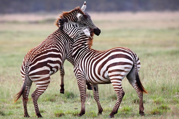 10 Days Beauty of Kenya holiday safari package