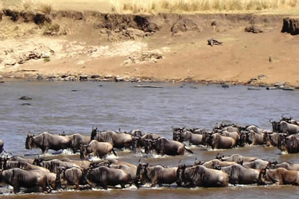12-Day’s Best Kenyan Parks Safari