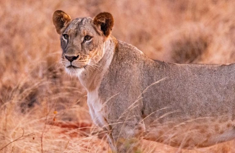 - 1 Day Tsavo East National Park