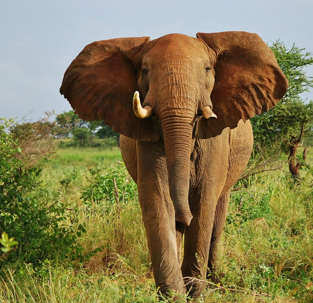 2 Days Safari (Tsavo East)National Park_1