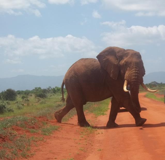 2 Days Safari (Tsavo East)National Park_3