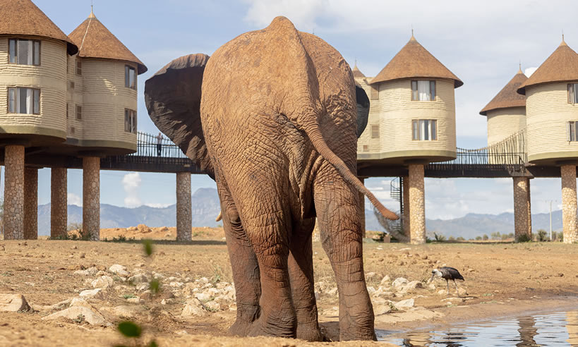 2 Days Tsavo East And Saltlick