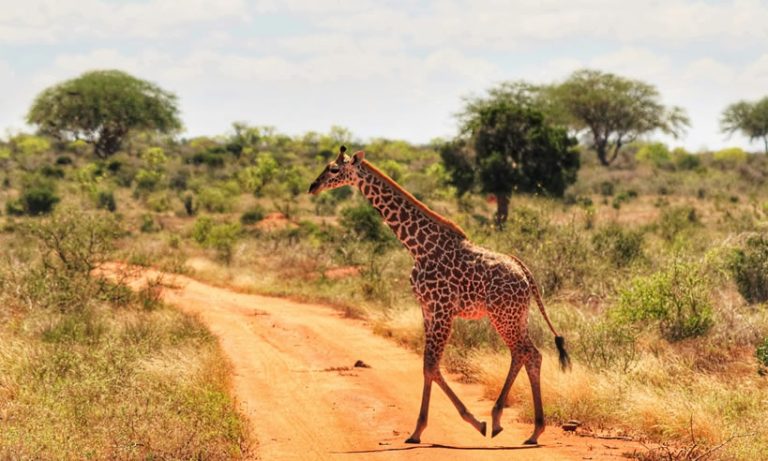 2 Days Tsavo East & West