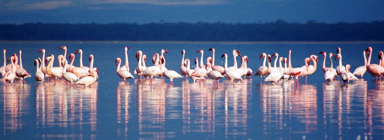 2-days-lake-nakuru-lake-naivasha-safari-banner_