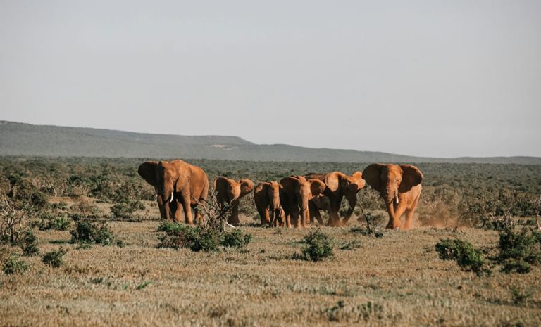 3 Days- 2 Nights Tsavo east and west Safari