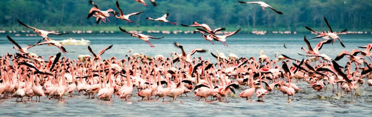 4-Day Safari Itinerary Nairobi – Lake Nakuru – Masai Mara