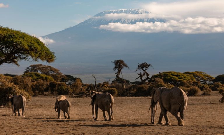 5 Days Tsavo East, west Voyager Ziwani and Amboseli safari