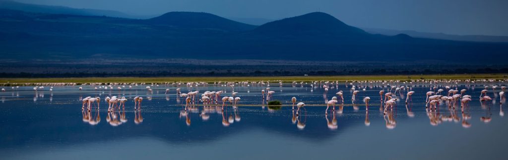 6-Day Safari: Amboseli, Lake Nakuru & Masai Mara Game Reserve