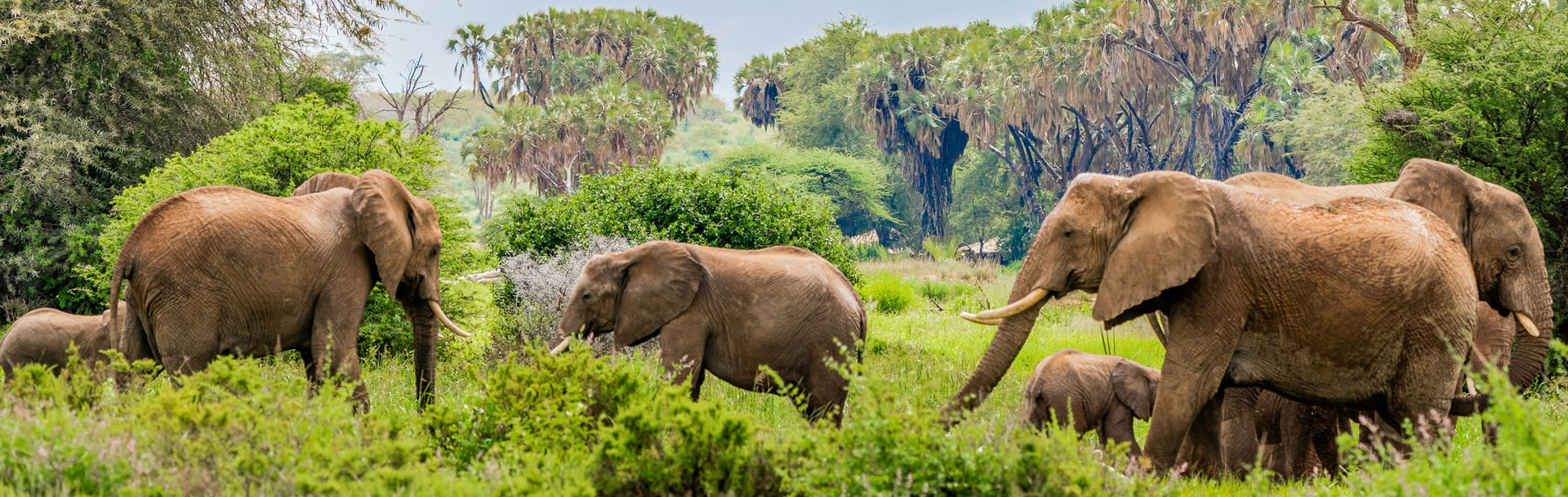 7-Day Safari: Samburu, Aberdare, Lake Nakuru & Masai Mara