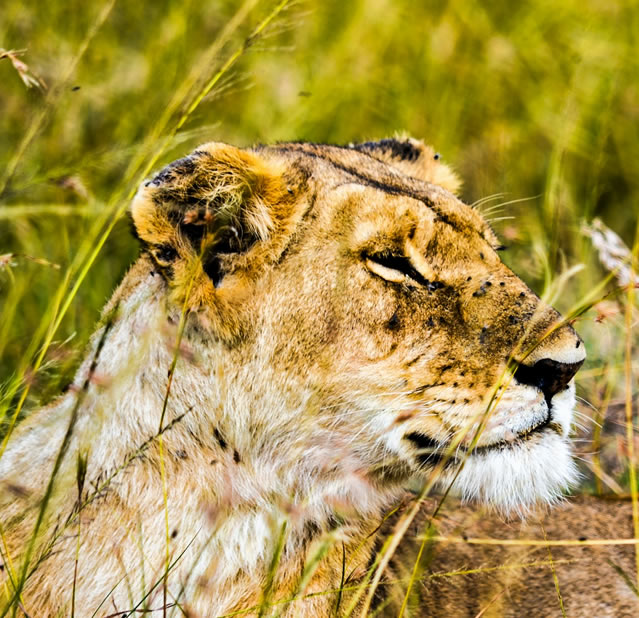 7 Days Safari Samburu, Aberdares, Lake Nakuru & Masai Mara_3