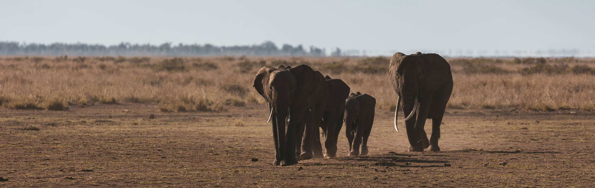Best 4-Day Amboseli Safari Itinerary Wildlife & Kilimanjaro Safari Tour