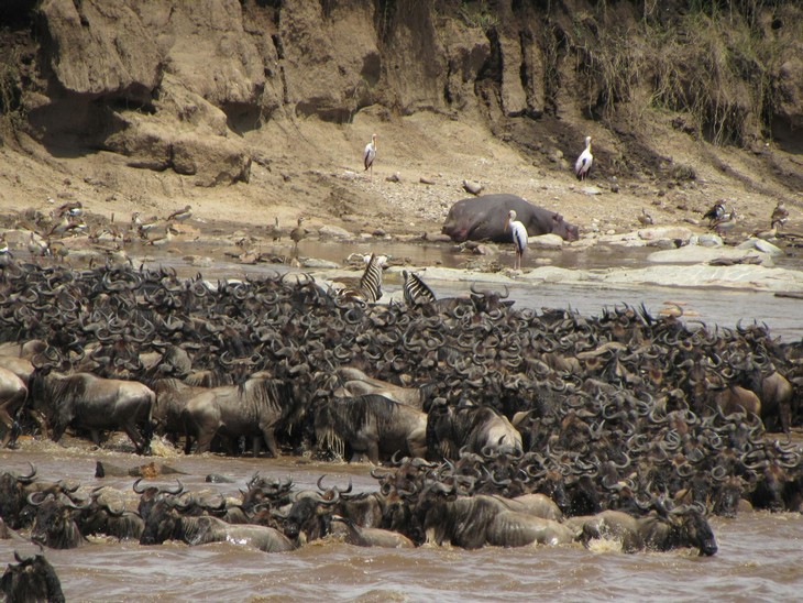 Maasai Mara National Reserve (2)