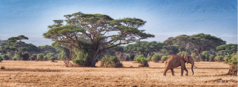 new-2-nights-amboseli-national-park-train-