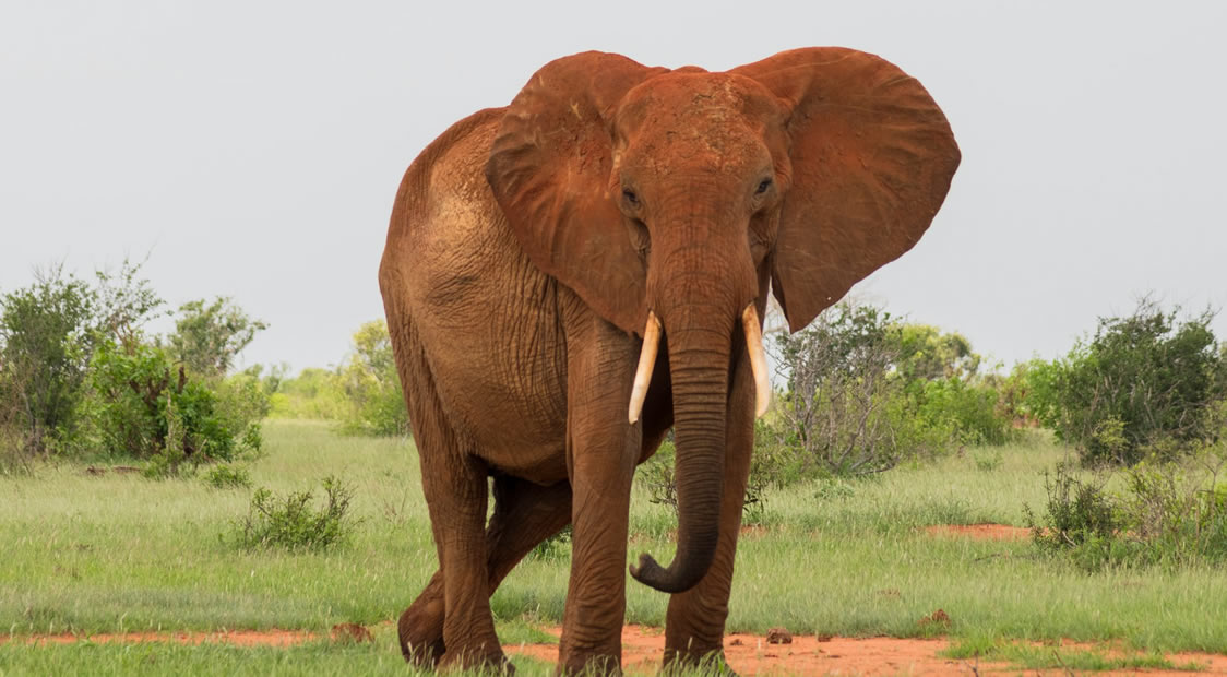 tsavo national park_park